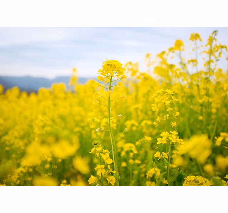 Fototapete Blumen gelbes blumenfeld - TenStickers