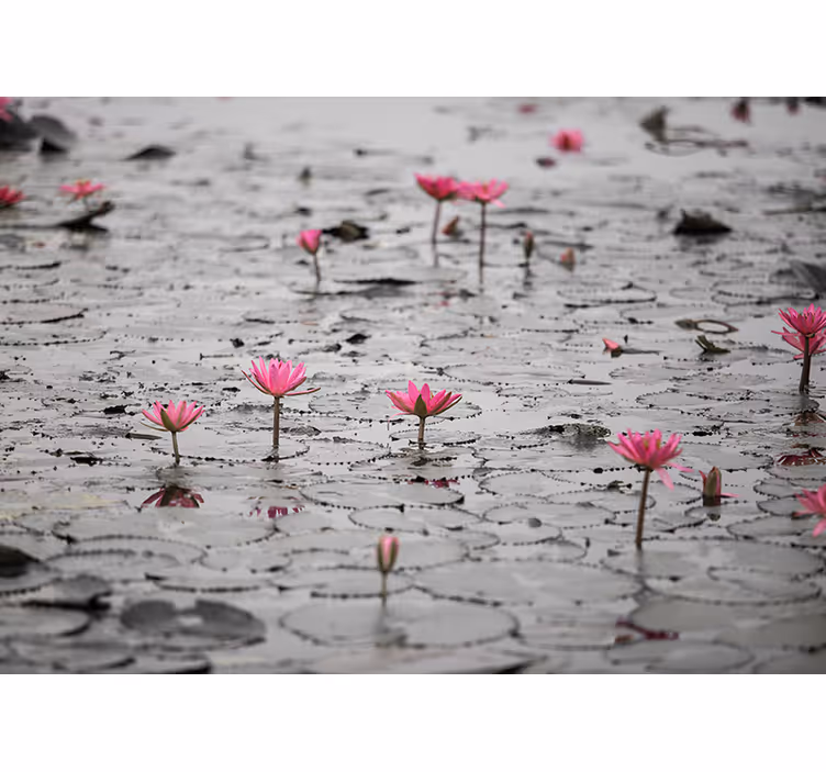 Fototapete blumen pinke lotusblüten - TenStickers