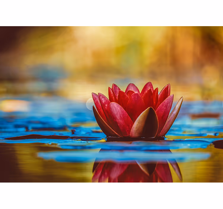 Fototapete magnolien elegante seerose - TenStickers