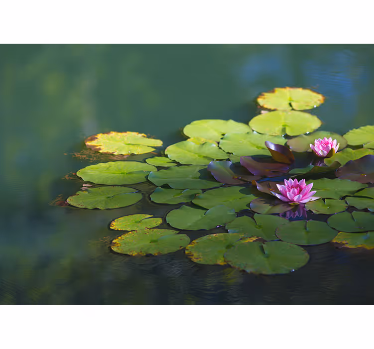 Fototapete Blumen seerosenblüten - TenStickers