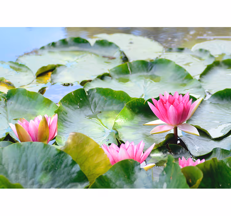 Fototapete Blumen üppige rosa lilien - TenStickers