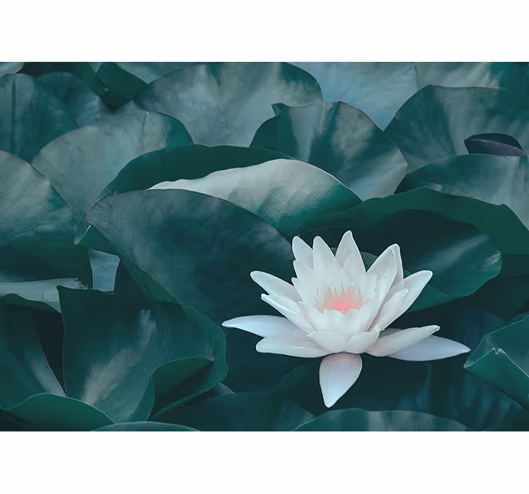 Fototapete Blumen lotusblüte nahaufnahme - TenStickers