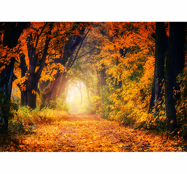 Fototapete wald herbstweg szene - TenStickers