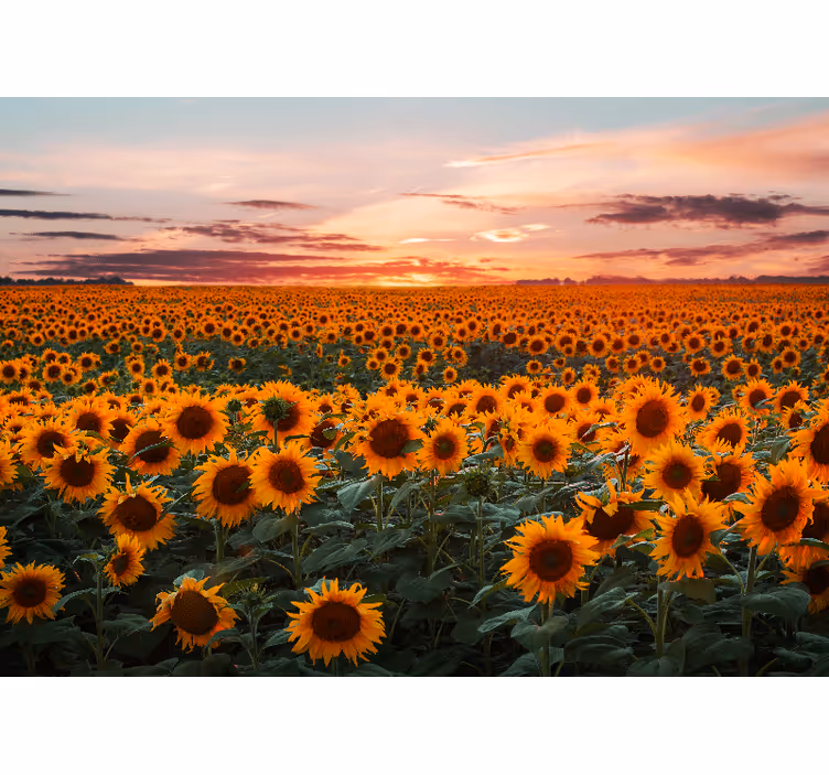 Fototapete Blumen sonnenblumenwiese dämmerung - TenStickers