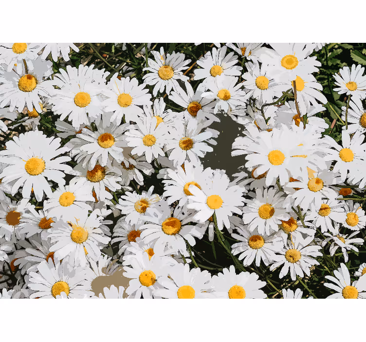 Fototapete blumen feld mit gänseblümchen - TenStickers