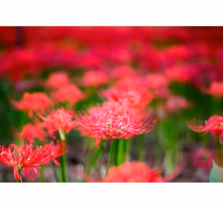Fototapete mohnblumen lebhafte karminrote blumen - TenStickers