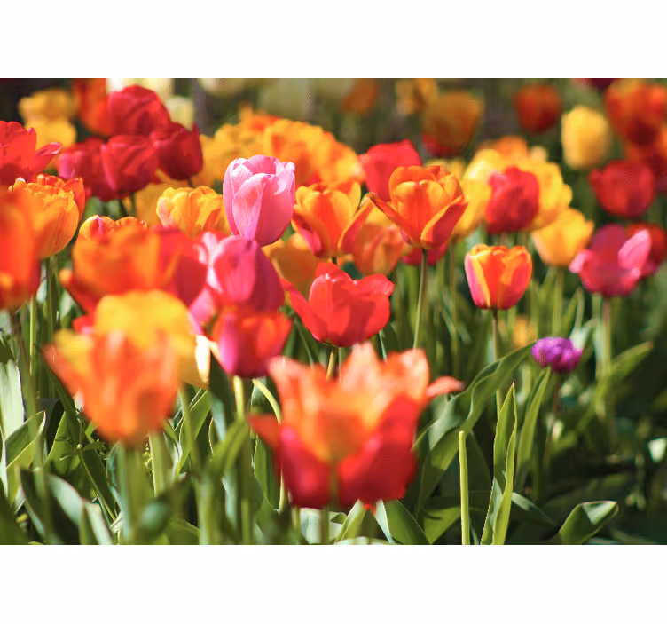 Fototapete blumen lebendiges tulpenfeld - TenStickers