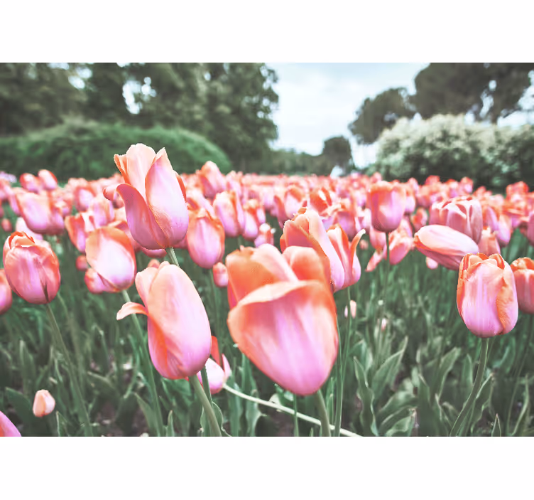Fototapete mohnblumen tulpenfeldblüte - TenStickers