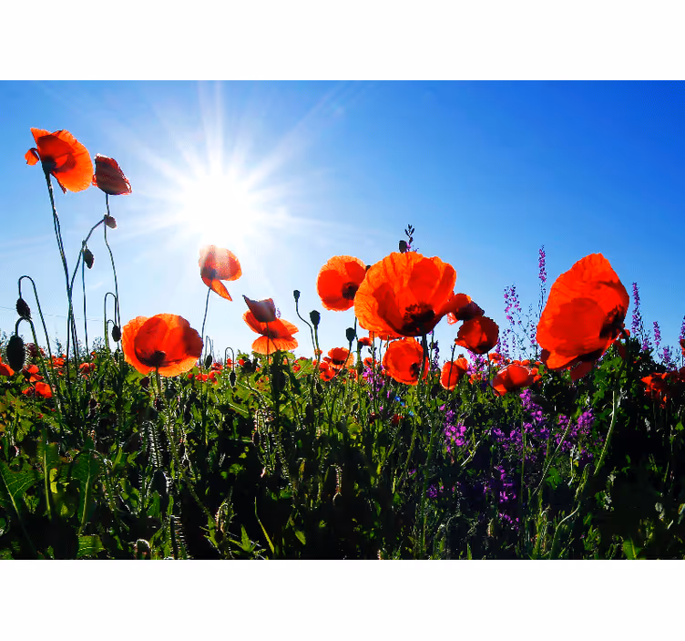 Fototapete mohnblumen sonniges mohnfeld - TenStickers