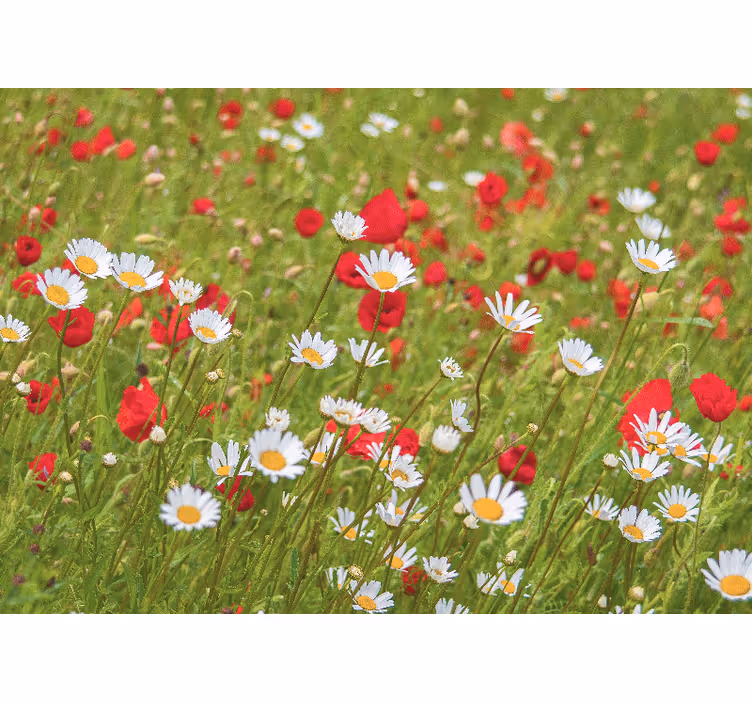 Fototapete blumen feld voller lebendiger farben - TenStickers