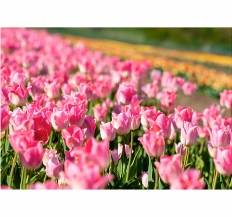 Fototapete Tulpen lebendig blühendes feld - TenStickers