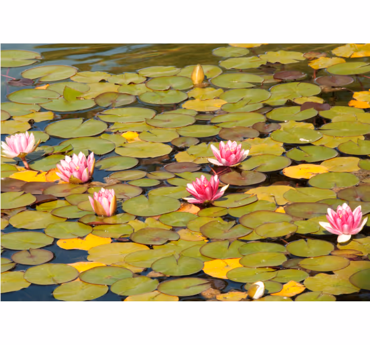 Fototapete blumen mit seerosenblüten - TenStickers
