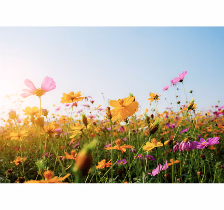 Fototapete blumen bunte blühende flora - TenStickers