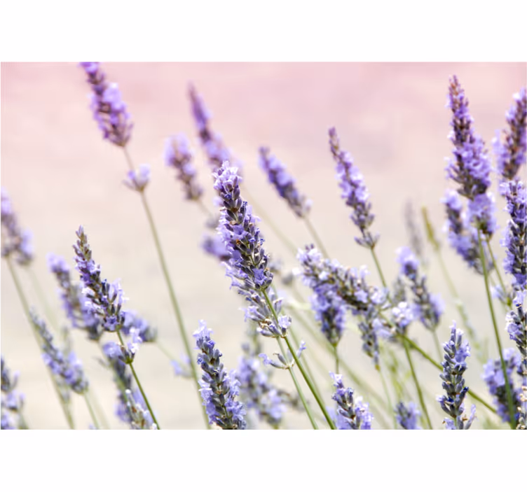 Fototapete blumen lavendelblüten eleganz - TenStickers