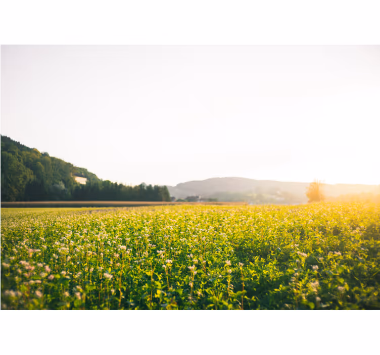 Fototapete wald ruhige wiesenlandschaft - TenStickers