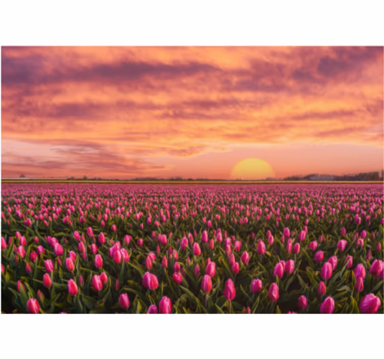 Fototapete blumen tulpenfeld bei sonnenuntergang - TenStickers