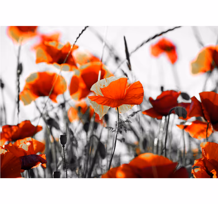 Fototapete mohnblumen lebhaftes mohnblumenfeld - TenStickers