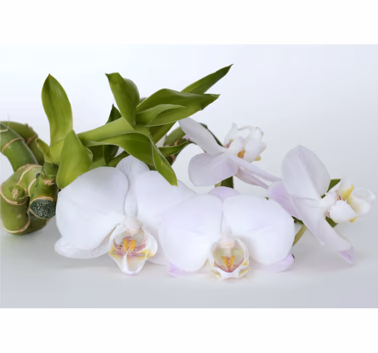 Fototapete orchidee elegantes orchideenarrangement - TenStickers