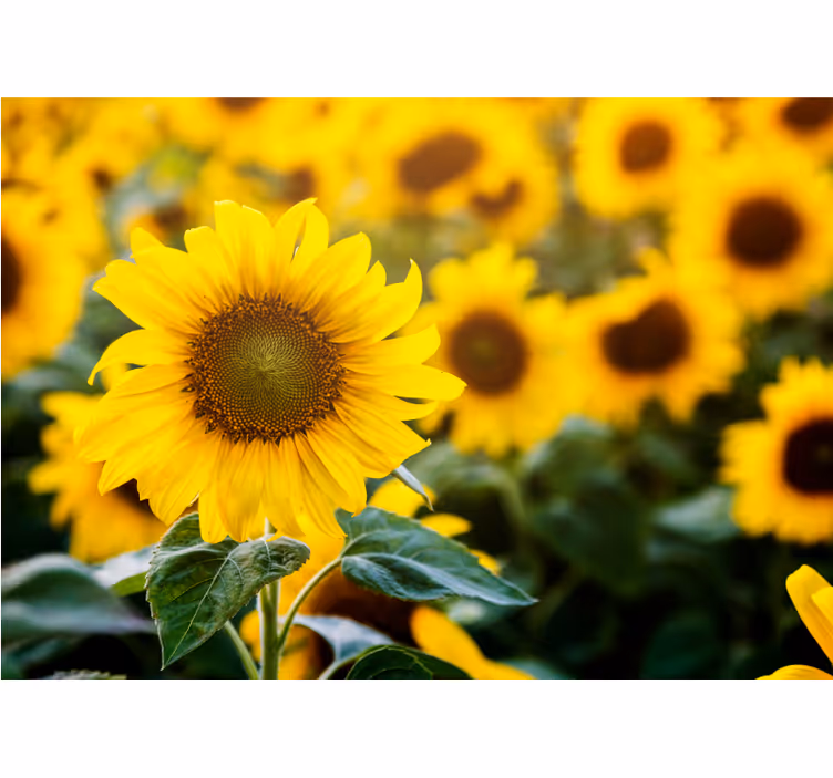 Fototapete blumen sonnenblumenfeld blüte - TenStickers