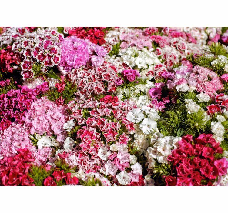Fototapete blumen lebendiger blumengarten - TenStickers