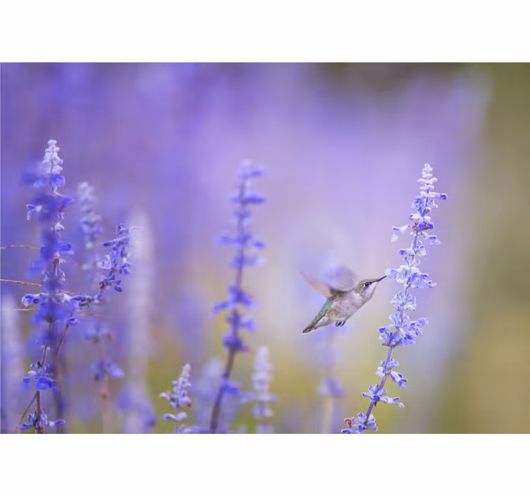 Fototapete blumen kolibri und blumen - TenStickers