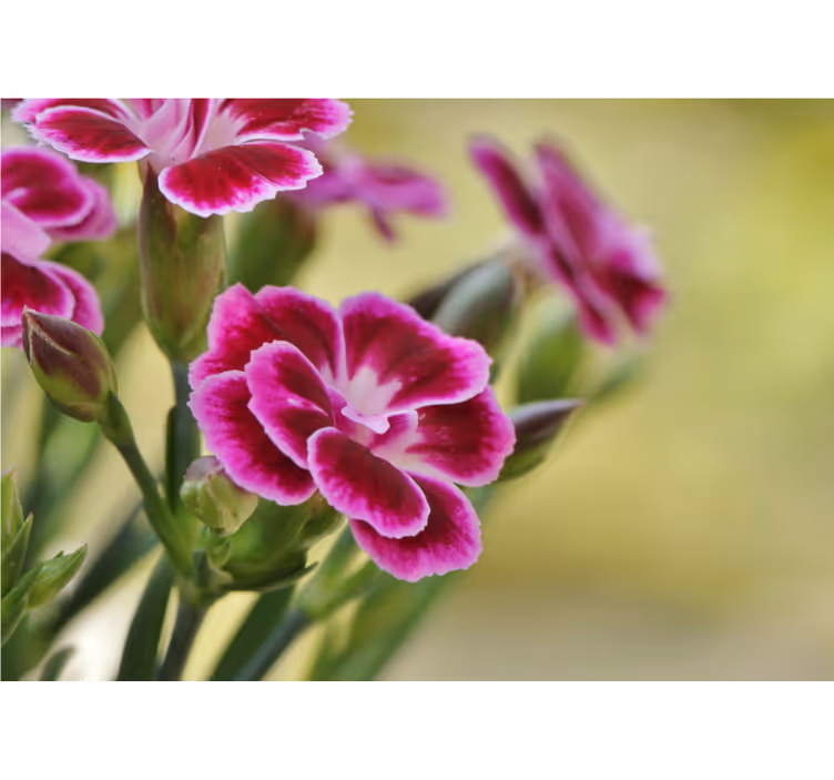 Fototapete mohnblumen florale freude - TenStickers