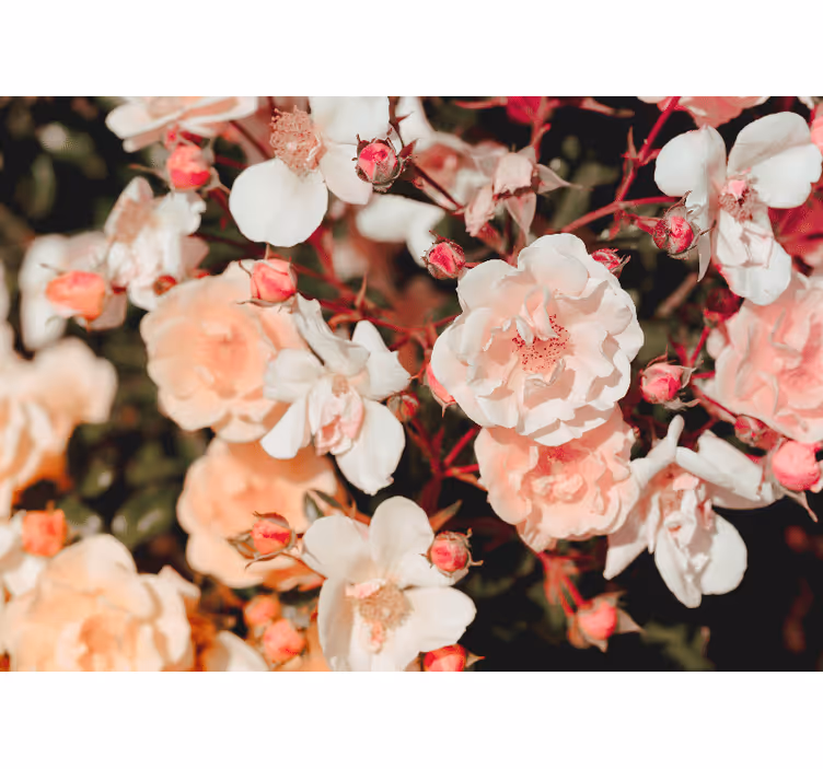 Fototapete blumen mit blühenden rosenblättern - TenStickers