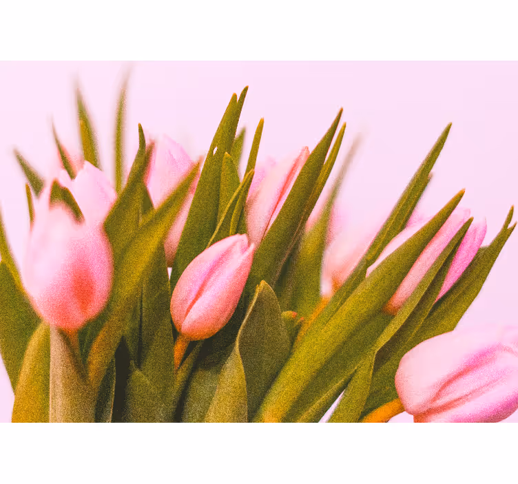 Fototapete mohnblumen in pinken tulpenblüten - TenStickers