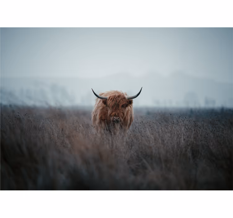 Fototapete Natur braune hochlandkuh - TenStickers
