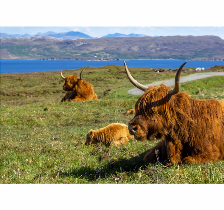 Fototapete wald mit weidenden highland-rindern - TenStickers