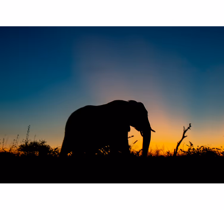 Fototapete tiere elefanten silhouette sonnenuntergang - TenStickers