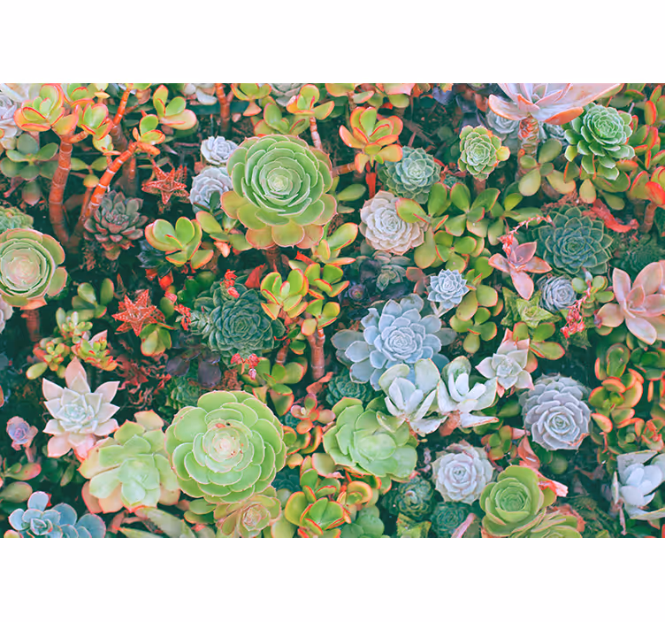 Fototapete blumen sukkulentengarten flora - TenStickers