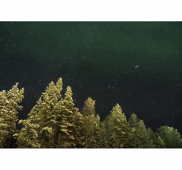 Fototapete wald sternenwald mit kiefern - TenStickers