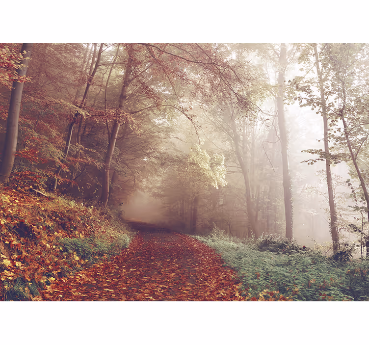 Fototapete wald herbstweg landschaft - TenStickers