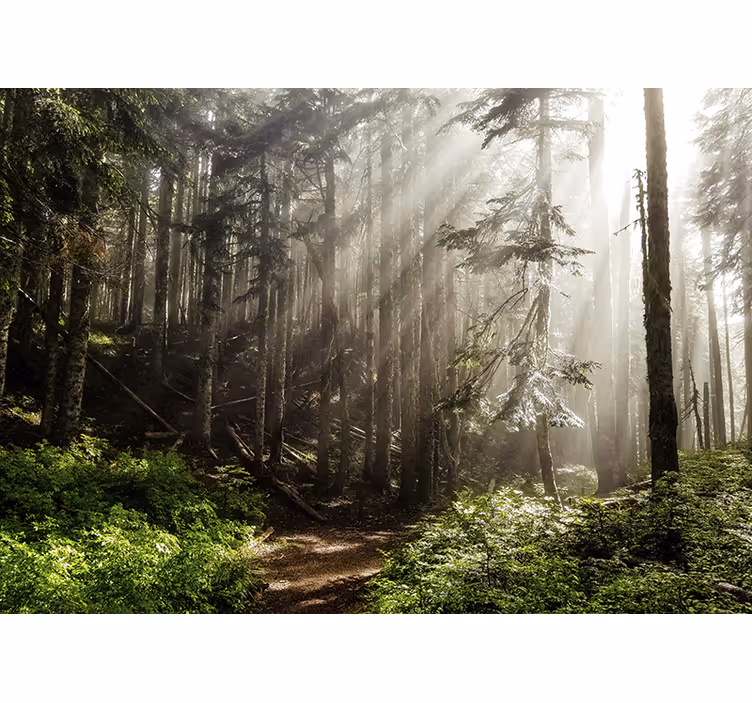 Fototapete natur nebelwald perspektive - TenStickers
