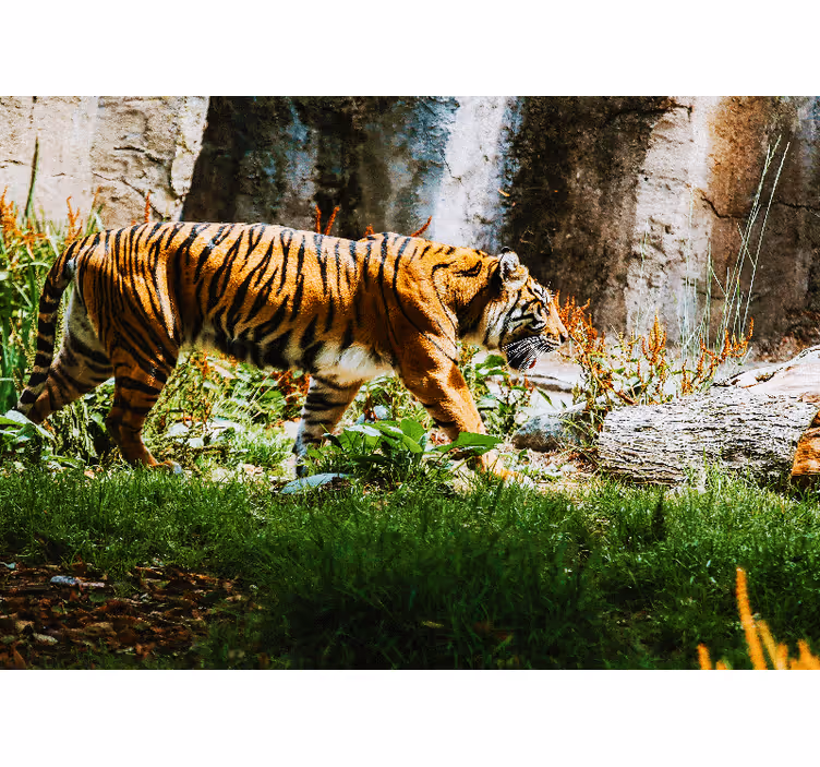 Fototapete tiere majestätischer tiger im gang - TenStickers