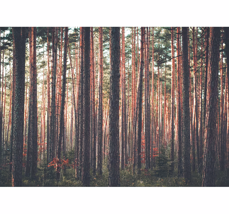 Fototapete wald ruhige kieferwälder - TenStickers