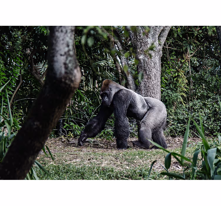 Fototapete tiere majestätischer gorilla spazierend - TenStickers