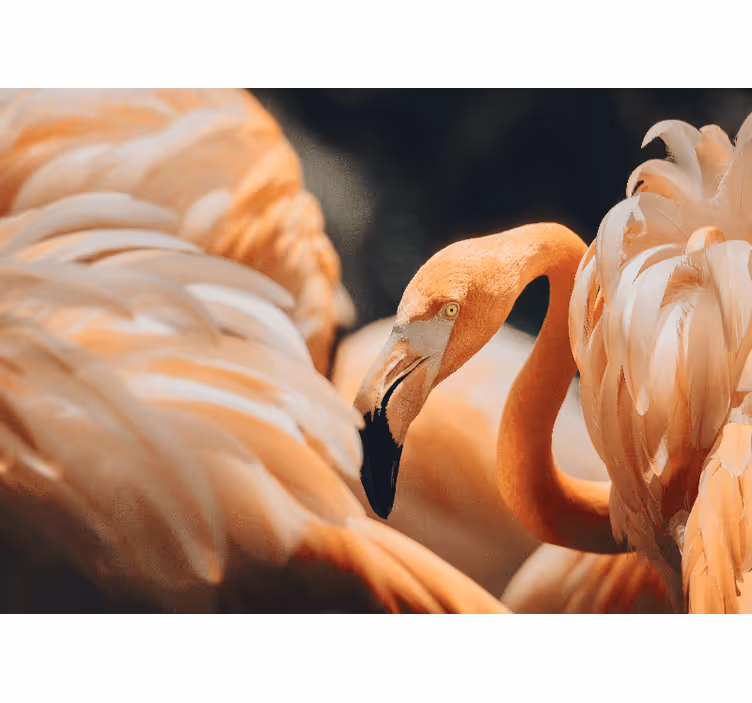 Fototapete tiere elegante flamingo szene - TenStickers