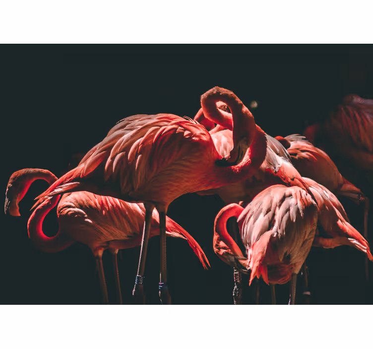 Fototapete tiere flamingo ruhe - TenStickers