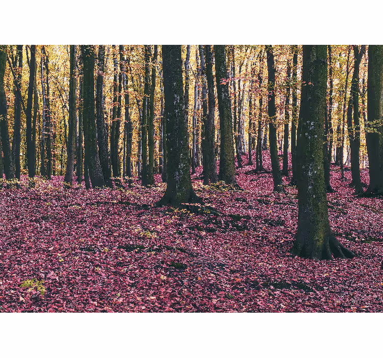 Fototapete natur ruhige waldszene - TenStickers