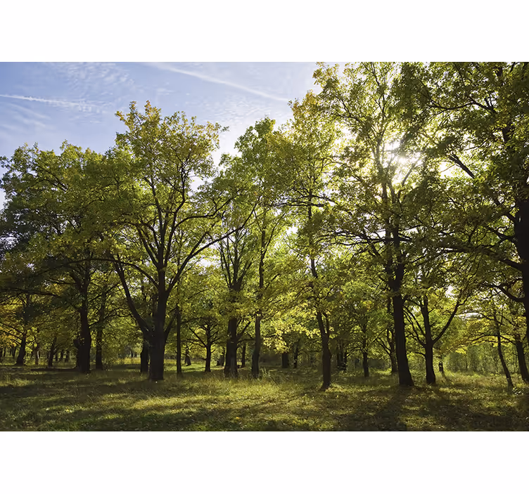 Fototapete natur lebhafte blätterlandschaft - TenStickers