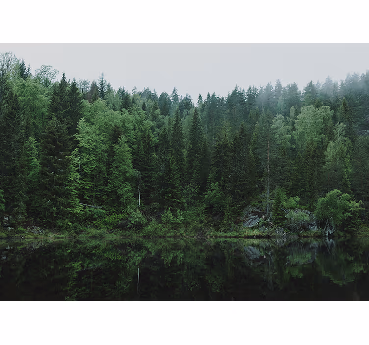 Fototapete wald ruhige waldreflexion - TenStickers