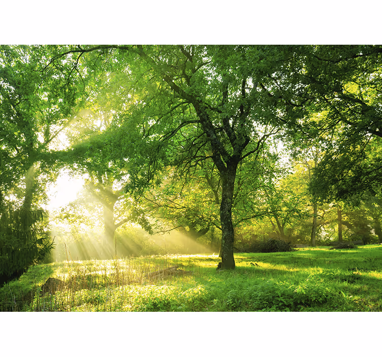 Fototapete natur sonnenbeschienene grünlandschaft - TenStickers