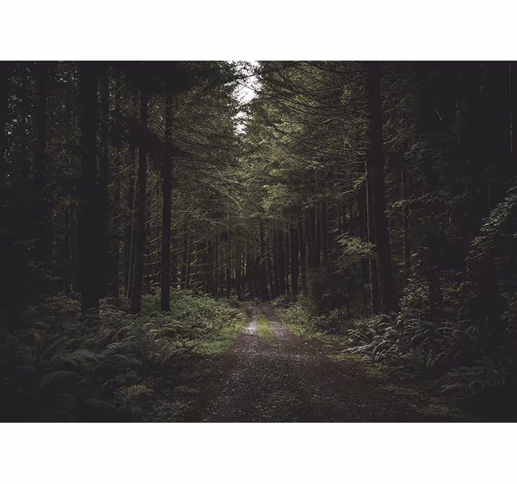 Fototapete natur grüner waldweg - TenStickers