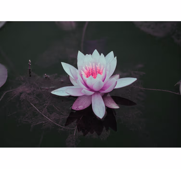 Fototapete Blumen eleganz der lotusblüte - TenStickers