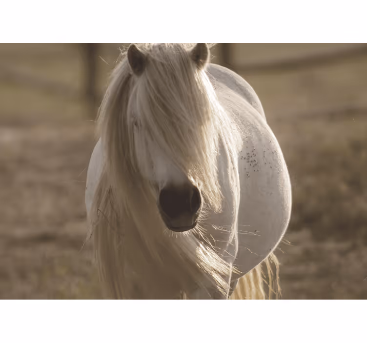 Fototapete tiere regal weißes pferd - TenStickers