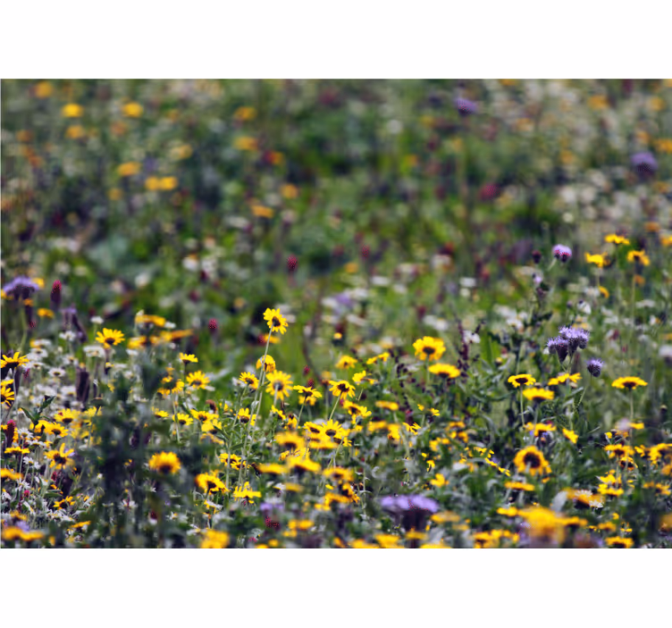 Fototapete blumen sonnenwiese blüten - TenStickers