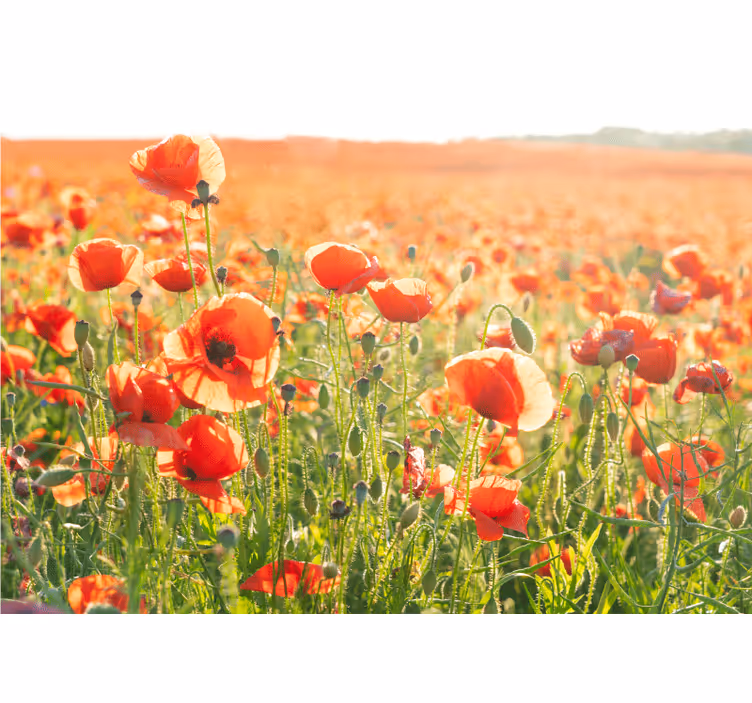 Fototapete mohnblumen sonnenbeschienene felder - TenStickers