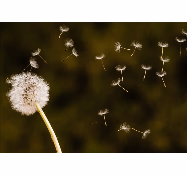 Fototapete pusteblume mit schwebenden samenkugeln - TenStickers